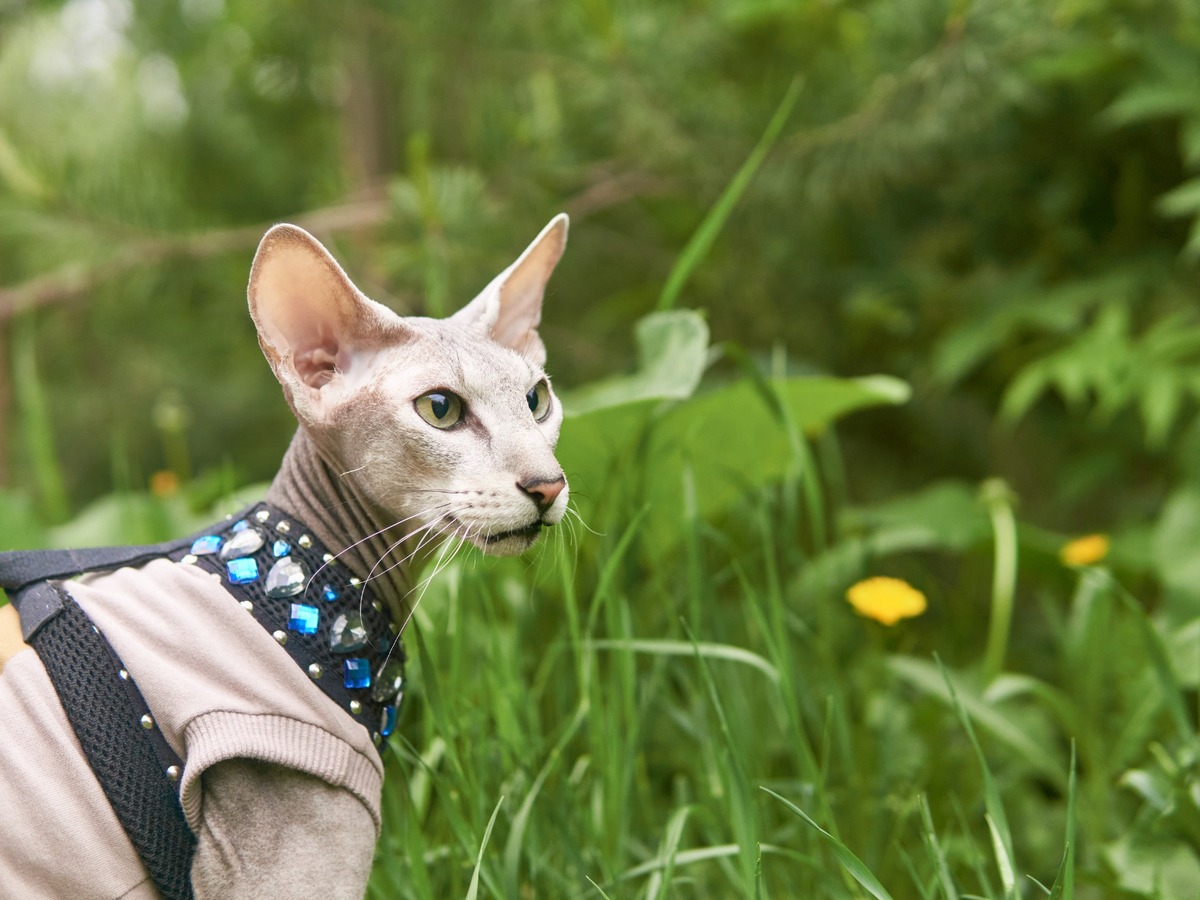 Peterbald sediaci doma s výraznými ušami a jemnou srsťou